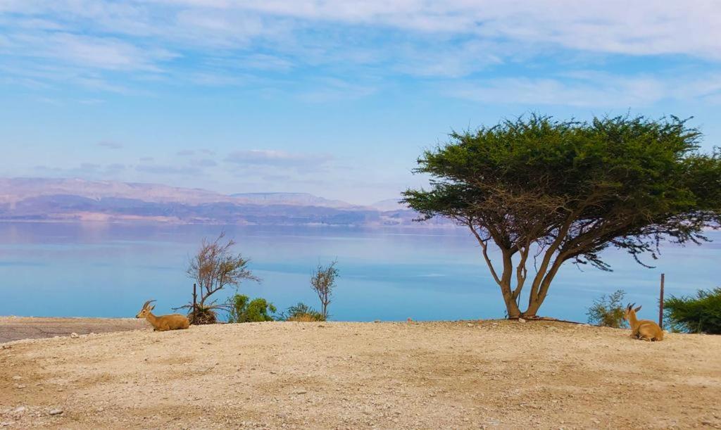 Ein Gedi Caravan By Dory Caravan Екстер'єр фото